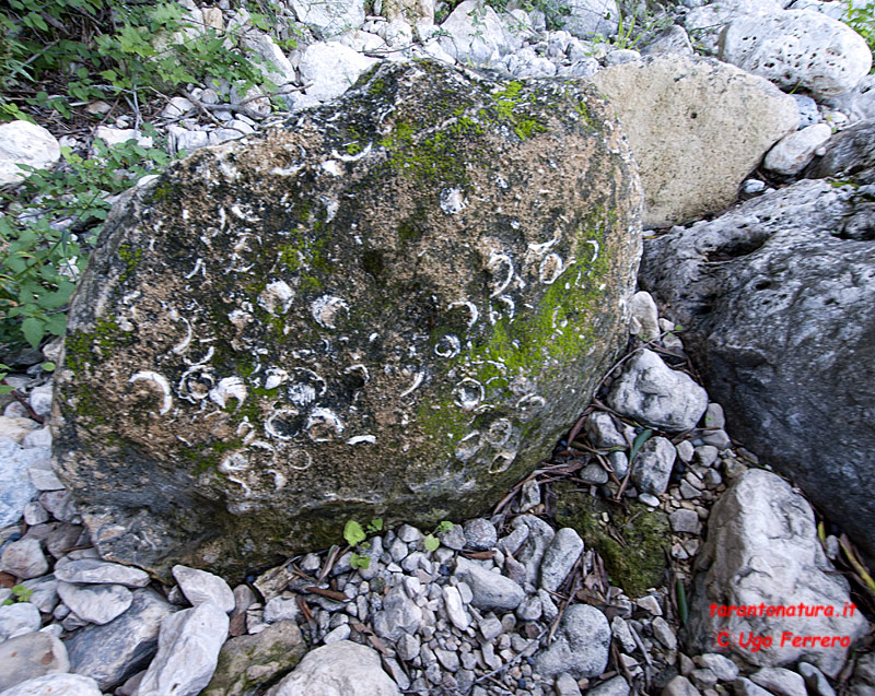 Fossili in gravina